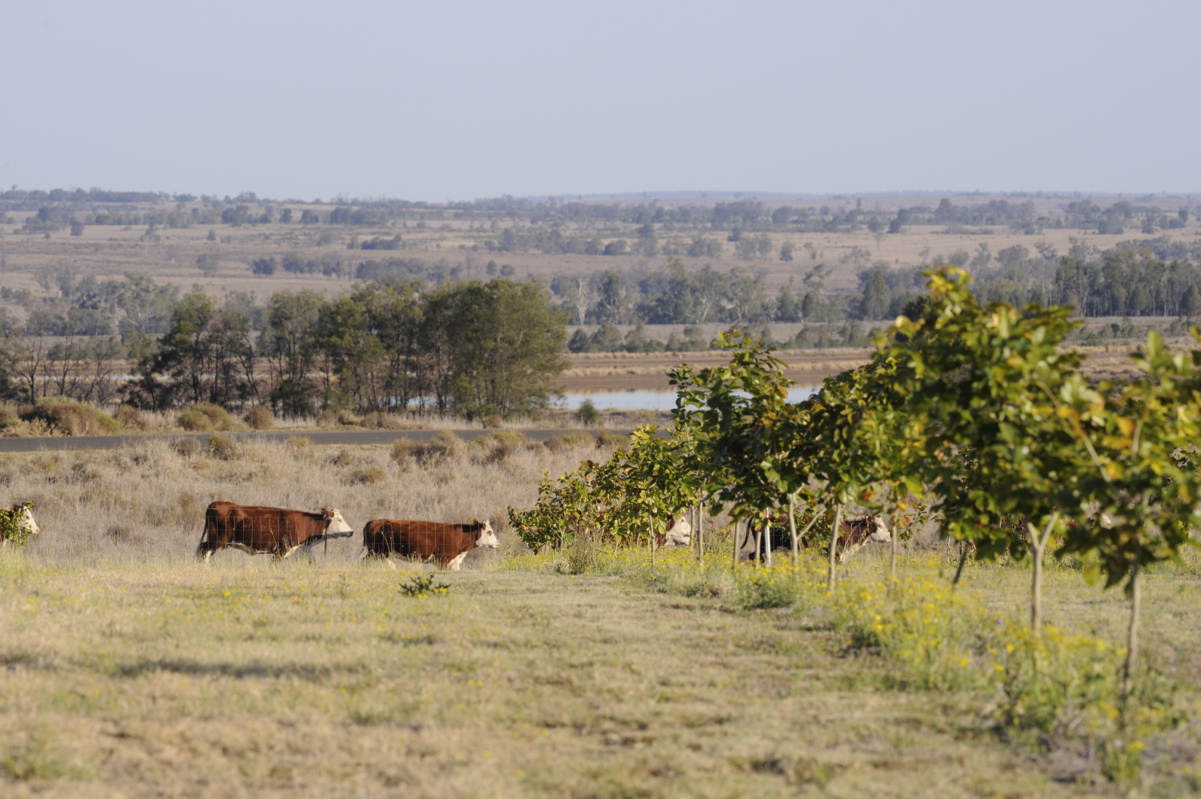 Landscape in south east Queensland with some cows in the background