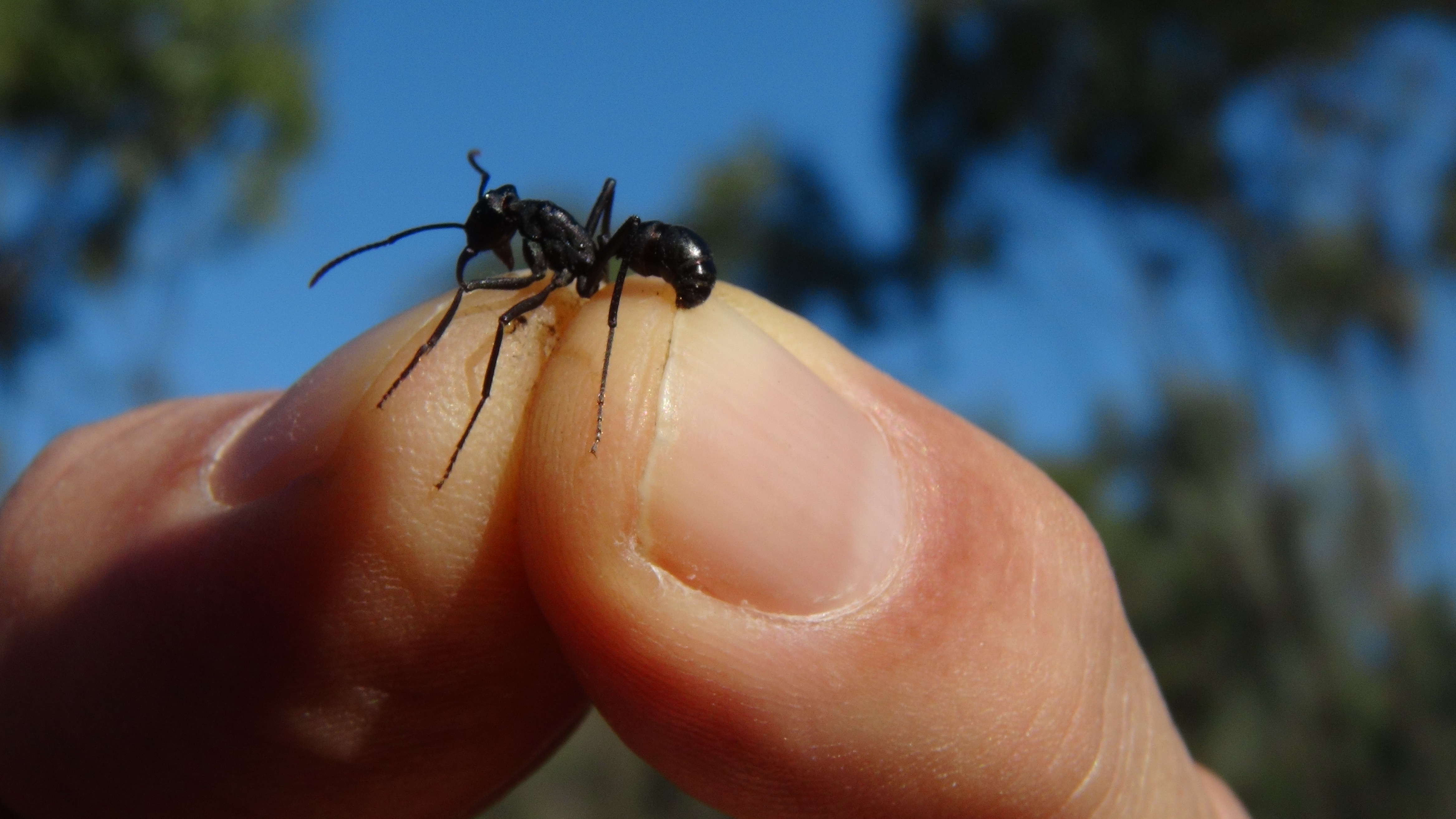 Ant being held between two fingers