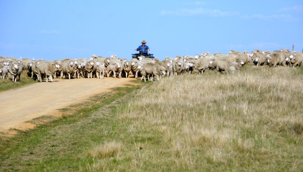 Farmer herding sheep with a quad bike