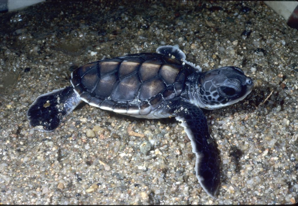 Sustaining Turtles And Their Homes – Gisera