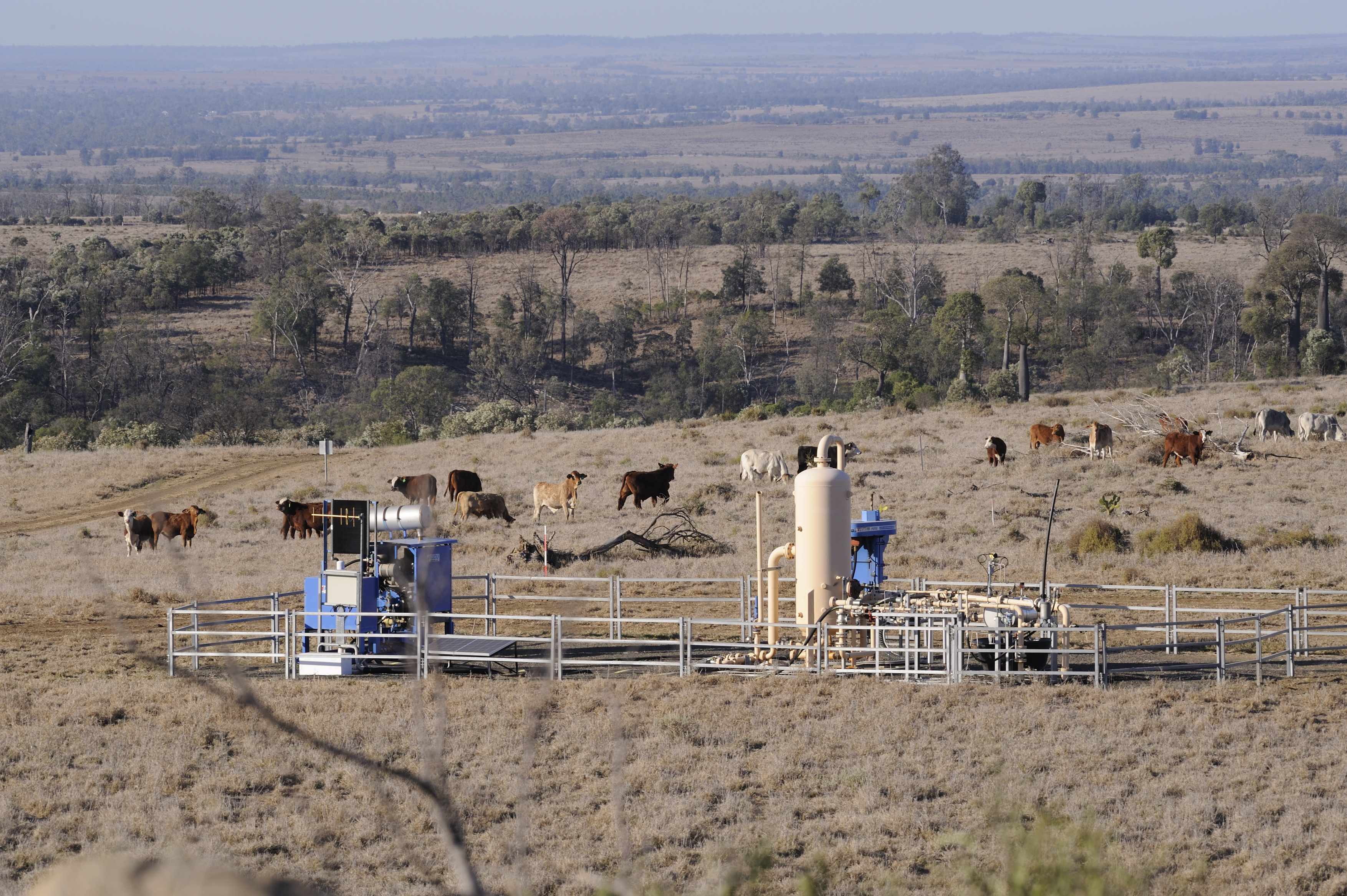 cows in field with gas well
