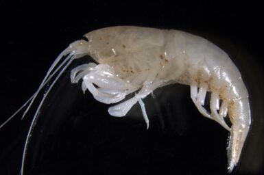 Stygofauna sp., Beetaloo Sub-basin