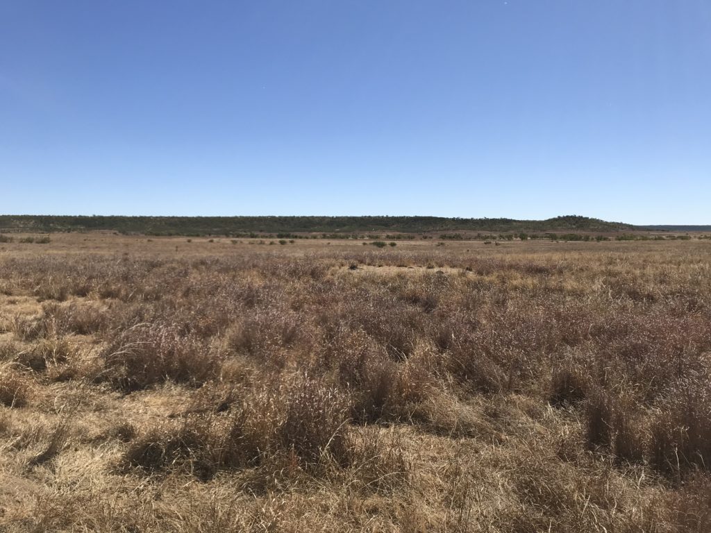 Northern Territory pasture