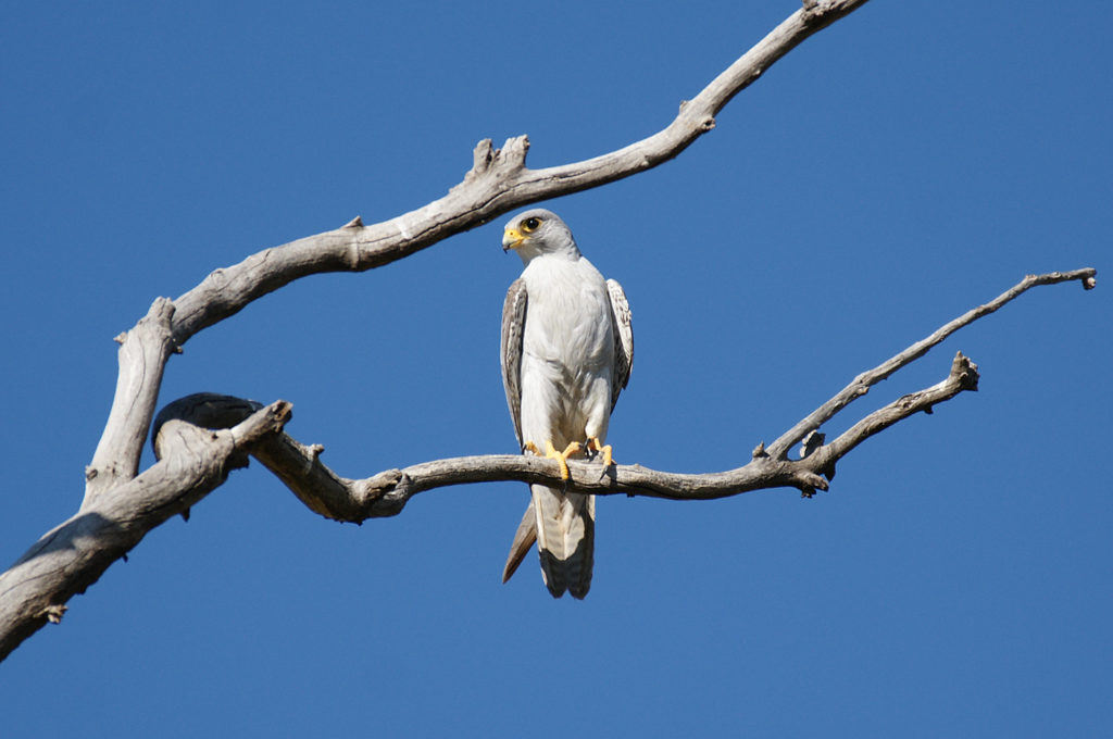 Grey falcon perced on tree branch