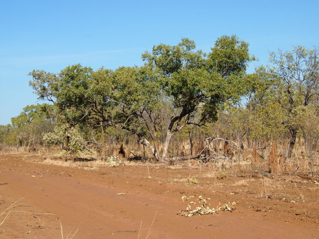Landscape in the Beetaloo Basin, Northern Territory