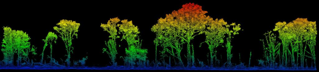 3D image of Beetaloo Sub-basing vegetation