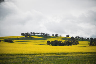 Mid West Region WA landscape