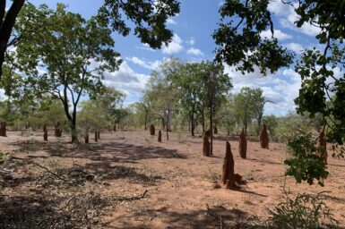 Vegetation and termite mounds on red soil, Northern Territory