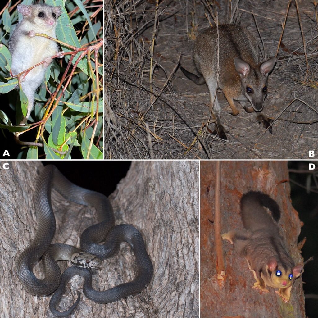 Pillliga Forest threatened species