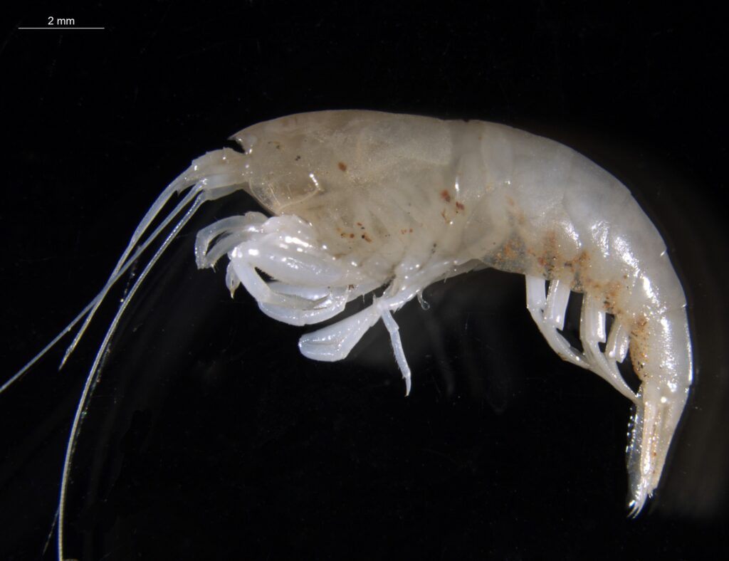 CSIRO stygofauna