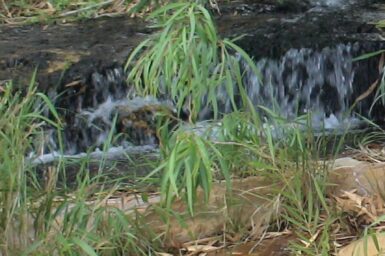 Wee-ak Springs in eastern Beetaloo